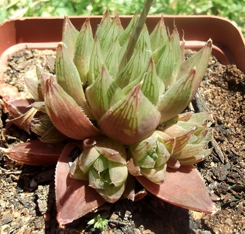 Haworthia cooperi var. leightonii 